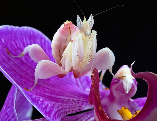 Orchid Blog - Better-Gro