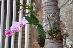 How to Attach Orchid to Tree  