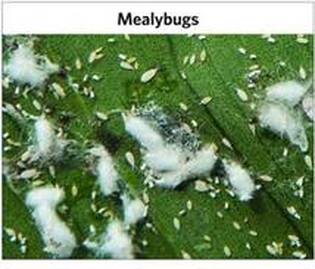 Aphids, mealybugs and scales