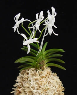 Neofinetia Falcata Orchid Pot White and Red 