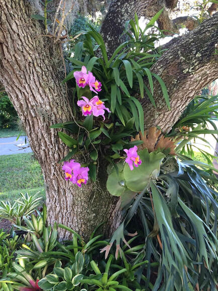 Wire-Tree-Cattaleya-Hanging-Plants-Basket-Darden-Hhangers-Orchid-Vandas10 pcs 3 