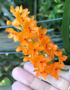 Vanda: The Showing Rewarding Orchid - Better-Gro